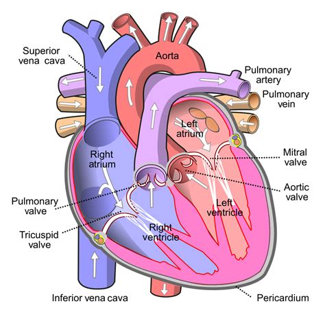 Fil:Diagram of the human heart (cropped).svg – Wikipedia
