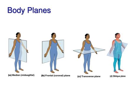 PPT - The Human Body – An Orientation PowerPoint Presentation, free download - ID:3173643