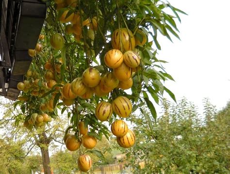 Solanum 'Pepino Gold' 6" Pot - Hello Hello Plants