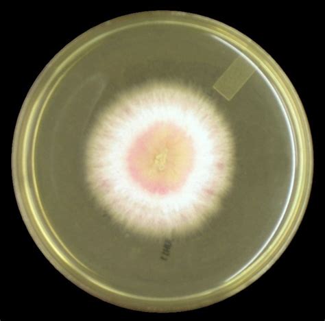 Microsporum canis; (Fungus) Pathogenicity; Microsporum canis is a cosmopolitan zoophilic ...