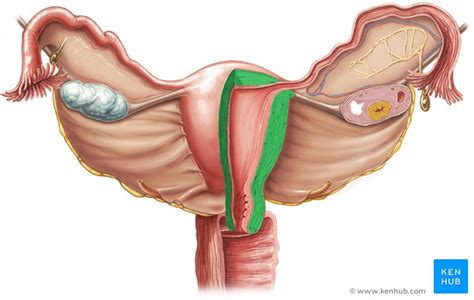 Myometrium: Histology and anatomy | Kenhub