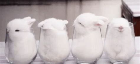 Bunny Rabbits Sleeping GIF - BunnyRabbits Sleeping Glass - Discover ...