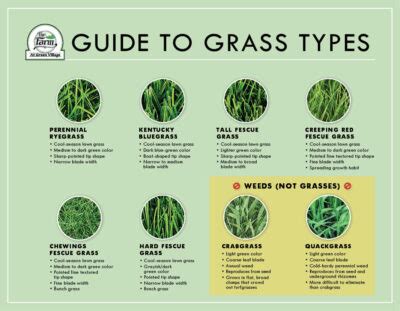 Download our: Guide to Identification of Grass Types - The Farm at Green Village