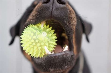 5 Most Durable Dog Toys Every Aggressive Chewer Needs – Woof Whiskers