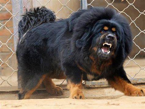 21 Scariest Dog Breeds: Dogs That Make Criminals Think Twice