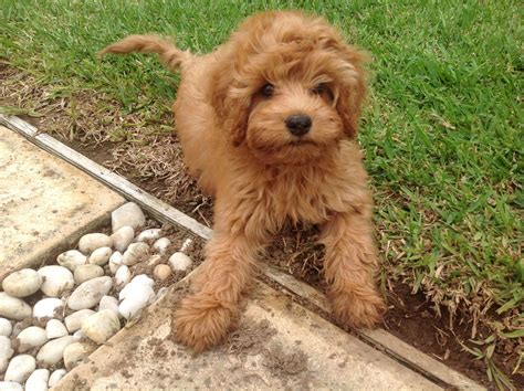 Toy Cavoodle Dog Names - Pets of Life