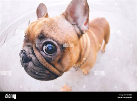 Funny portrait of French bulldog Stock Photo - Alamy