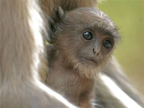 baby-indian-langur-monkey - Simon Fraser Photo