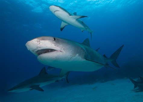 The world’s most dangerous sharks, and how to defeat them