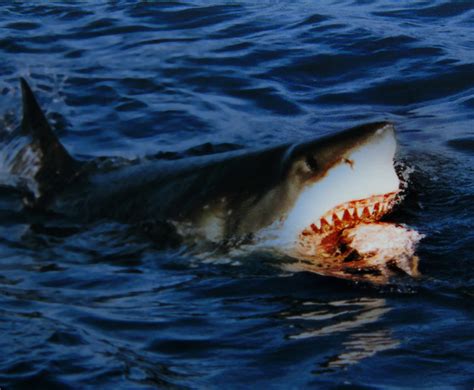 Fitxer:Great white shark is going for a bait.jpg - Viquipèdia, l'enciclopèdia lliure