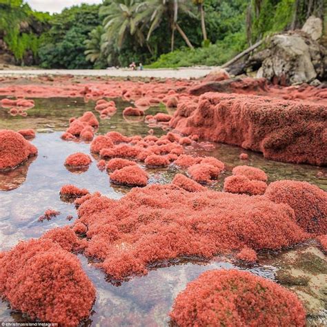 Christmas Island baby red crab migration shuts down roads and beaches ...