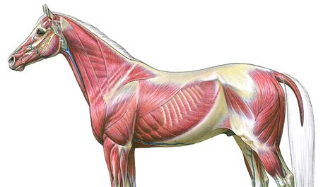 FEI Campus: Equine Anatomy & Physiology