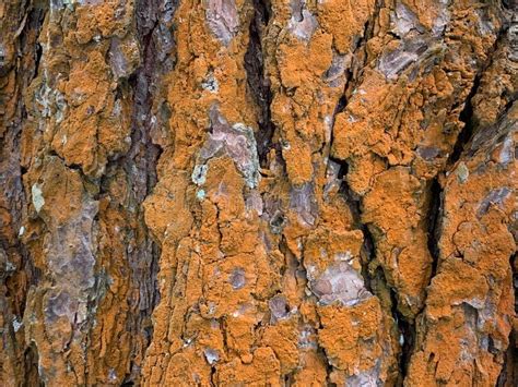 Rusty pine tree bark stock photo. Image of tree, weathered - 132902798