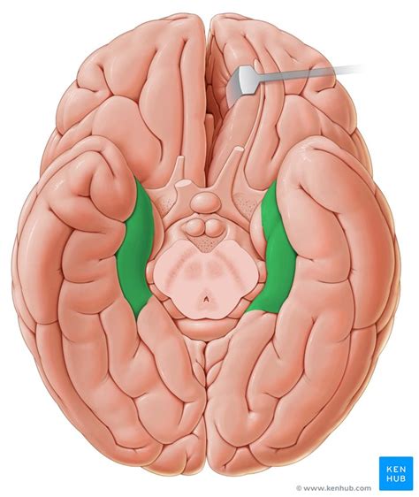 Angular gyrus: Anatomy, location and clinical points | Kenhub