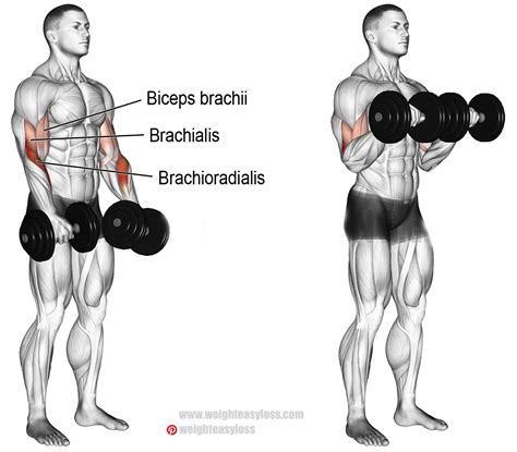 How to Dumbbell Reverse Curl | Videos & Guides - weighteasyloss.com