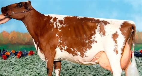 Ayrshire Cows: Origin Characteristics Uses And More Facts - Sand Creek Farm