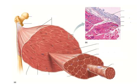 microscopic anatomy of muscle fiber Diagram | Quizlet