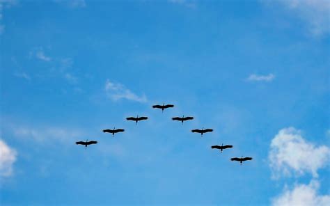 Why birds fly in a V-shaped formation - Birding World