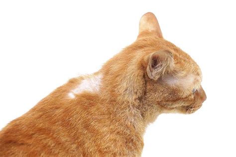 Can A Cat Collar Cause Hair Loss?