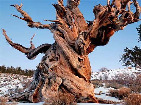 Visiting the oldest tree in the world | Times of India Travel