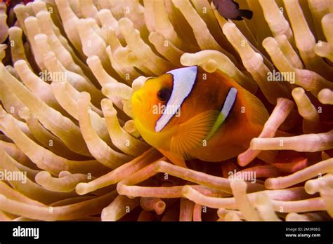 Beautiful clownfish Nemo from Finding Nemo in the anemone in the warm tropical water of the Red ...