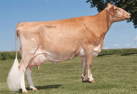 Dairy Cattle Breeds