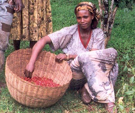 Coffee production in Ethiopia