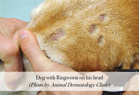 Symptoms Of Ringworm In Dogs