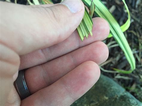 What's Eating My Japanese Forest Grass? [Backyard Neophyte Landscaping ...