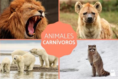 Animales carnívoros - Ejemplos y características