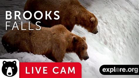 BearCam Is Back, Bitches