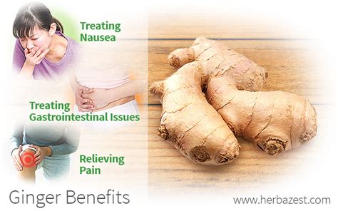 Ginger Health Benefits | HerbaZest