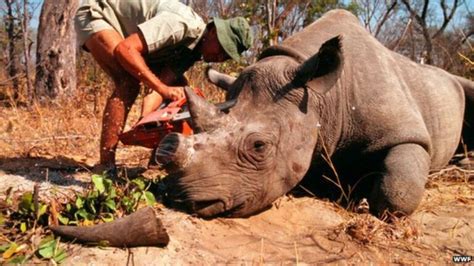 Rhino Poaching Worsens in Africa - PAN AFRICAN VISIONS