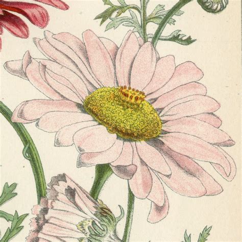 Pyrethrum Roseum – Unexpected Discoveries – Carleton College