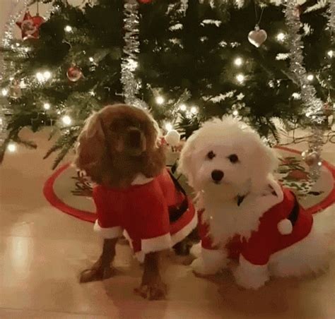 Costume Christmas GIF - Costume Christmas Dogs - Discover & Share GIFs