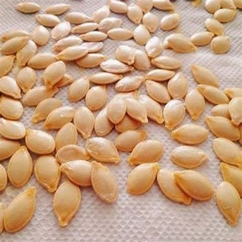 Identifying Squash Seeds