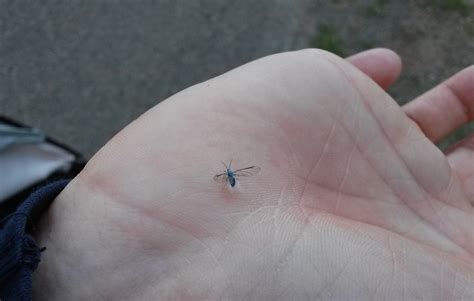 Identification of small fuzzy flying insect (pic) - Biology Stack Exchange