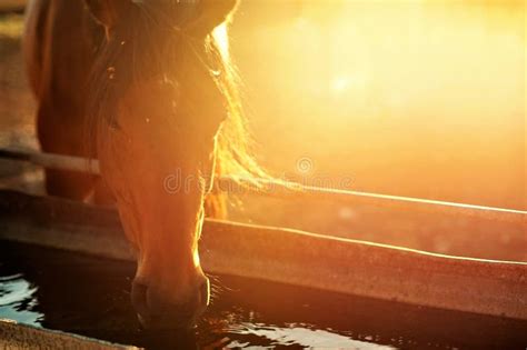 Portrait of a Horse Drinking Water Stock Photo - Image of horse, equine ...