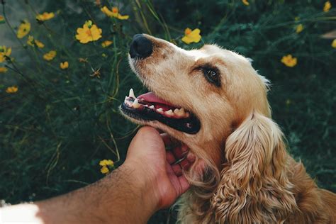 15 Best Dog Shampoos for itchy skin: We Asked A Vet