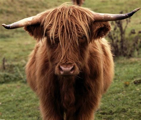 Loved these woolly cows in scotland Scottish Highland Cow, Highland ...