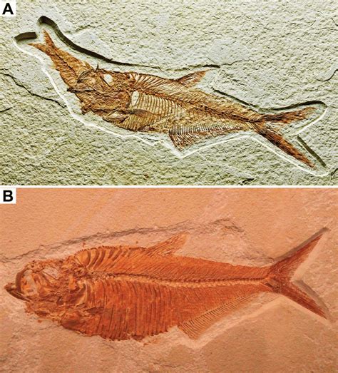 -Two fossils of the extinct Eocene freshwater clupeiform Diplomystus... | Download Scientific ...