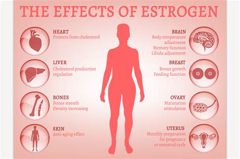 Estrogen effects Infographic ~ Illustrations ~ Creative Market