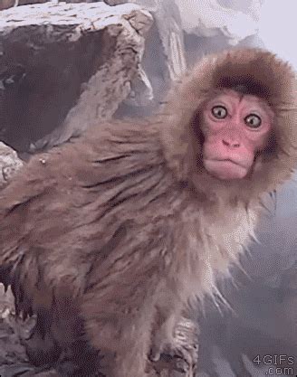 Pin de Joel Yarger en Gifs | Humor divertido sobre animales, Videos de ...