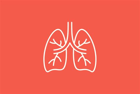 From the Base to the Apex of Lungs: Your Guide to This Organ - Ezra