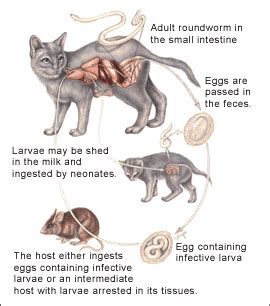 Diario di una biologa ribelle : Infestazione da ascaridi nel gatto ...