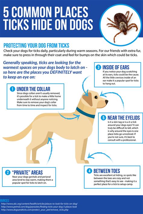 Learn more about tick and flea prevention for dogs... | Ticks on dogs, Dog care tips, Lyme ...