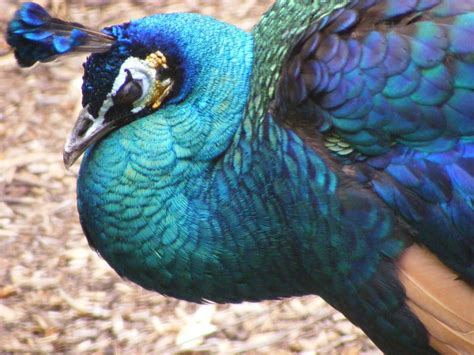 https://www.google.com/search?safe=active | Peafowl, Melbourne zoo, Hybrids