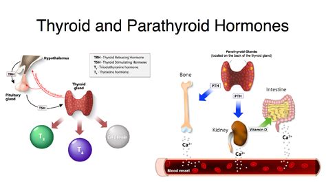 Thyroid-and-Parathyroid-Hormones - Otolaryngology Specialists of North ...