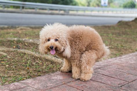 How Do Dogs Know Not To Poop In The House