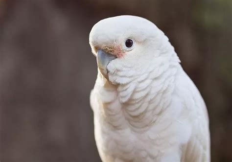 Goffin’s cockatoo - Lombok Wildlife Park